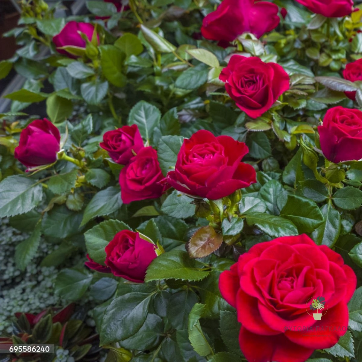 ΤΡΙΑΝΤΑΦΥΛΛΙΑ – Rosa sp. - 1
